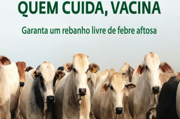 Começou a 1º etapa da campanha de vacinação contra febre aftosa