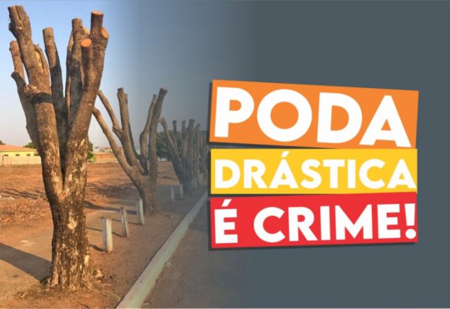 ANTES DE PODAR UMA ÁRVORE, PRESTE ATENÇÃO NAS ORIENTAÇÕES