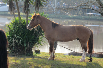Foto - 72º Distribuição Chama Crioula 2019 - Parque Aguas do Moconá