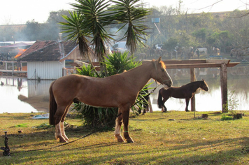 Foto - 72º Distribuição Chama Crioula 2019 - Parque Aguas do Moconá