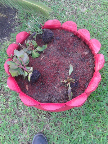 Depredação e furto de flores prejudicam trabalho de jardinagem da SMSU