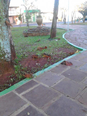Depredação e furto de flores prejudicam trabalho de jardinagem da SMSU