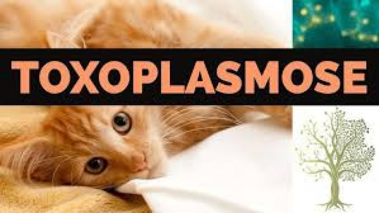 Serviço  Inspeção Municipal esclarece sobre Toxoplasmose