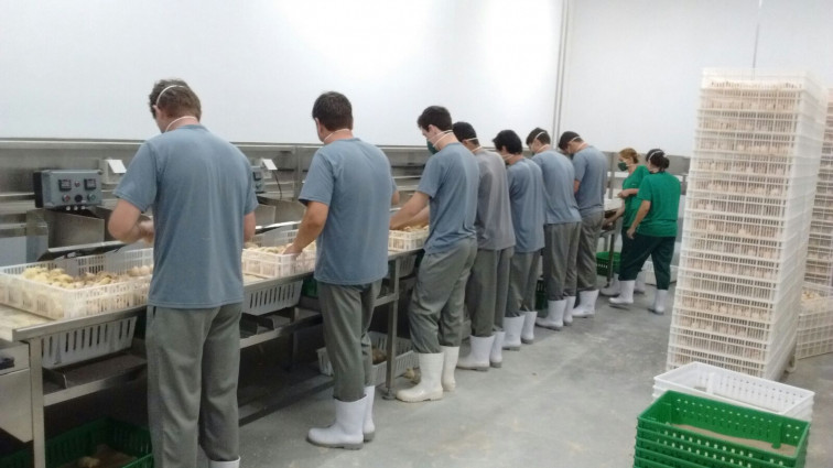 Eclode primeiro lote de pintos da Ave Mais em Tenente Portela