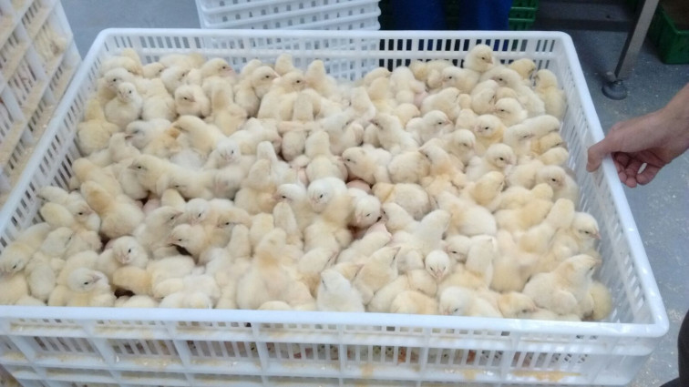 Eclode primeiro lote de pintos da Ave Mais em Tenente Portela