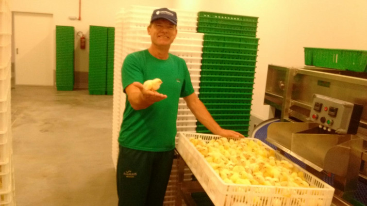 Eclode primeiro lote de pintos da Ave Mais em Tenente Portela