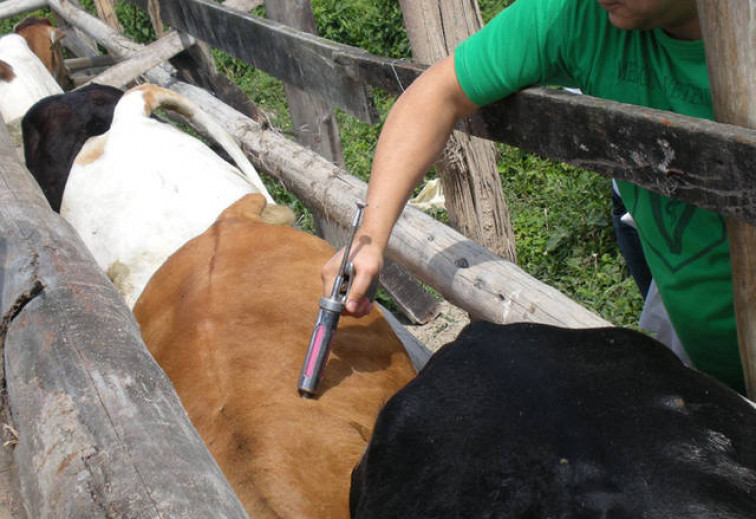 A Inspetoria de Defesa Agropecuária de Tenente Portela comunica 